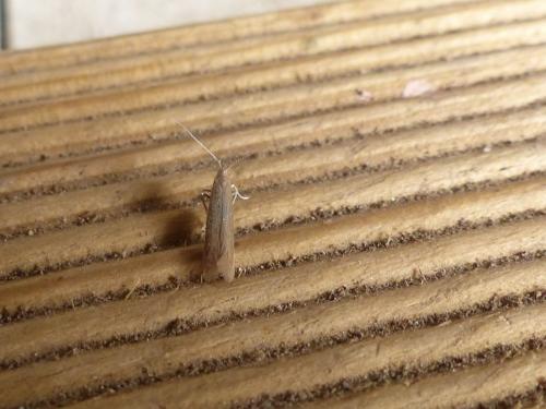 Coleophora lusciniaepennella